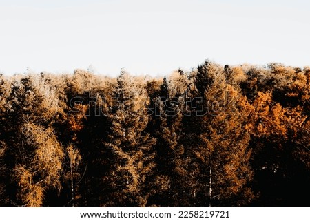Celebrate the spectrum of fall colors with vibrant trees standing tall against a crisp white background