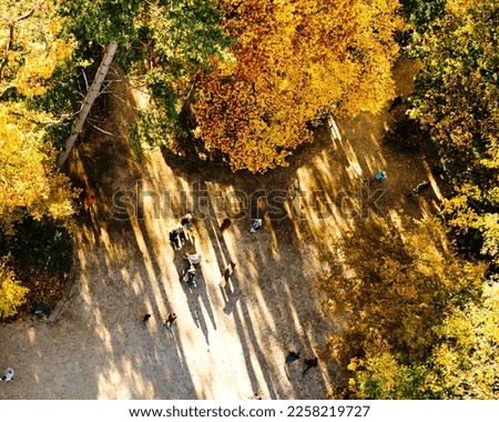 Wander through a forest's tranquility as the sun's rays cast long shadows on a beautiful fall day