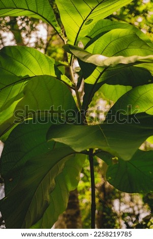 A lush jungle landscape with giant green leaves providing a cool haven from the sun's rays