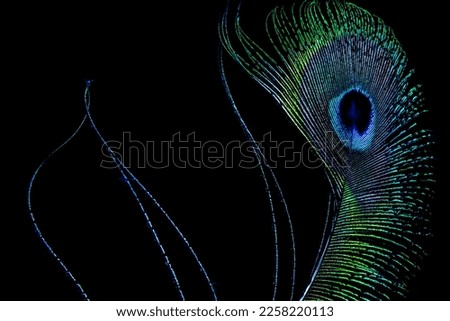 A peacock feather looks even more vibrant against a black backdrop. Royalty-Free Stock Photo #2258220113