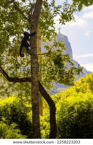 Photo from a trip to the beautiful city of Rio de Janeiro in Brazil. On a sunny day, a native monkey climbs a tree in the forest. At the background is Christ the Redeemer Statue on top of a mountain. 
