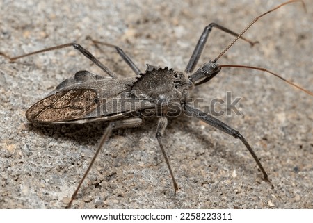 Closeup of adult Wheel Bug. Concept of insect and wildlife conservation, habitat preservation, and backyard flower garden Royalty-Free Stock Photo #2258223311