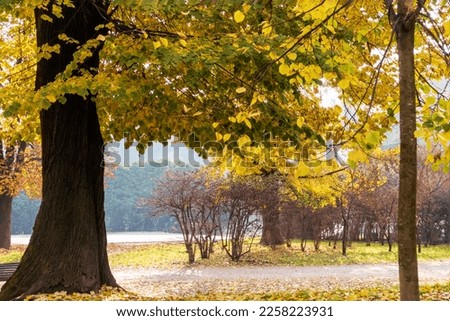 
Nature view on sunny day of park trees and autumn fallen yellow tree leaves