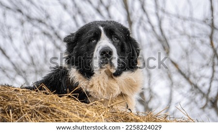 Bucovina shepherd dog guarding the sheepfold from the top of a haystack. Sheepdog watching over livestock during winter. Royalty-Free Stock Photo #2258224029