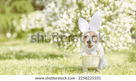 Dog wearing Easter bunny ears holding basket full of colored eggs and white flowers