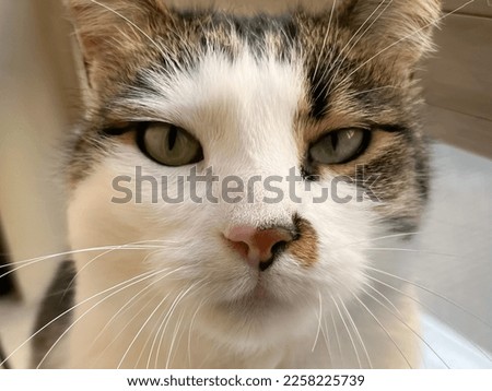 Angry Pet, Beautiful Cat, Pink Cat Nose and Green Eyes, Close Up View of A Cute and Calm Kitten on A Couch, Domestic Animals, White Feline Furs