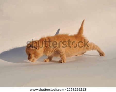 Little red kitten on a pastel, white background. Copy space, space for text, postcard, background, logo