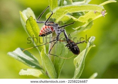 Wheel Bug nymph eating tiny insect. Concept of insect and wildlife conservation, beneficial insect, and backyard flower garden. Royalty-Free Stock Photo #2258226687
