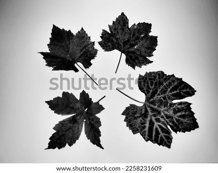 studio picture of vine leafs against a white background