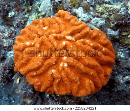 Lobophyllia hemprichii, commonly called lobed brain coral, lobed cactus coral or largebrain root coral, is a species of large polyp stony coral in the family Lobophylliidae. It is found in the Indo-Pa Royalty-Free Stock Photo #2258234221