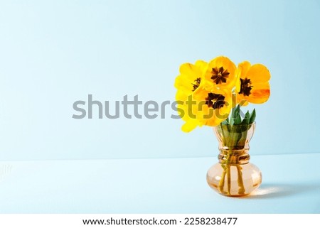 Big flowers bouquet of yellow tulips in vintage glass vase on blue background. Copy space. Business card. Invitation postcard. Mockup design. International holiday. Banner. Hello spring. 8 march.