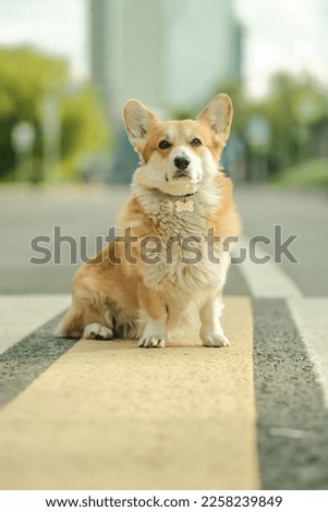Cute dog sitting on crosswalk in the city. High quality photo