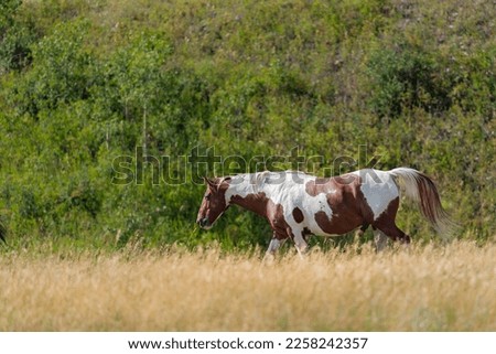 Painted horse grazing in the foothills of the rocky mountains Royalty-Free Stock Photo #2258242357