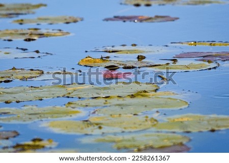 Close up of a patch of Red and Green Water Lilies among the deep Blue water.