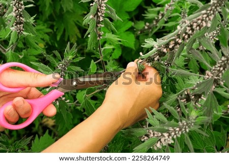 a woman collects a medicinal plant motherwort in the field. traditional medicine concept Royalty-Free Stock Photo #2258264749