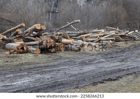 Deforestation in rural areas. Timber harvesting.