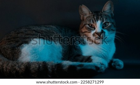 portrait photo of charismatic cat