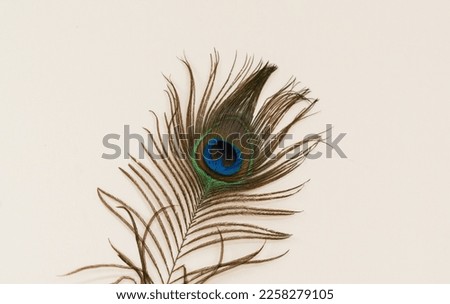 Colorful peacock feathers  isolated on white background. Closeup