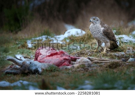 The northern goshawk has relatively short, broad wings and a long tail, typical for Accipiter species and common to raptors that require maneuverability within forest habitats.