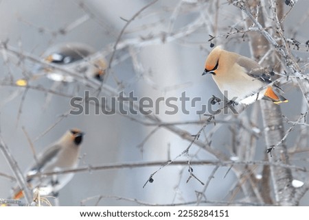Three bohemian waxwing birds perched in a tree and feeding on wild berries in winter Royalty-Free Stock Photo #2258284151
