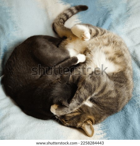 Two cats are lying on the bed. Hugging each other. Cat love. High quality photo