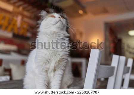 A cat is sitting on the table