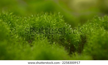 Forest squirrel with green moss in close-up. Nature photography as background.