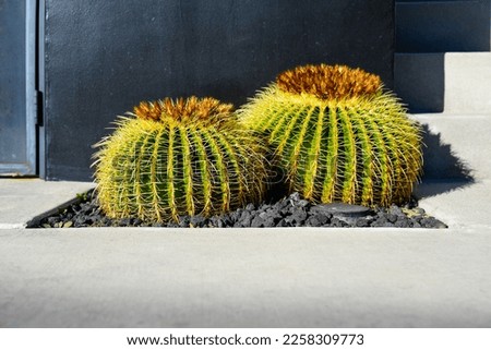 Drought tolerant barrel cactus landscaping Royalty-Free Stock Photo #2258309773
