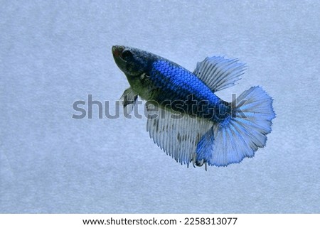 Multi Color Betta fish halfmoon and HMPK from Thailand or Siamese fighting fish on isolated blue, black or grey Background