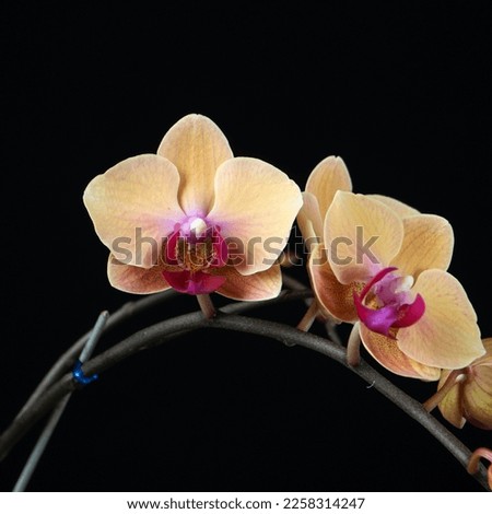 Phalaenopsis orchid with orange flower are blooming