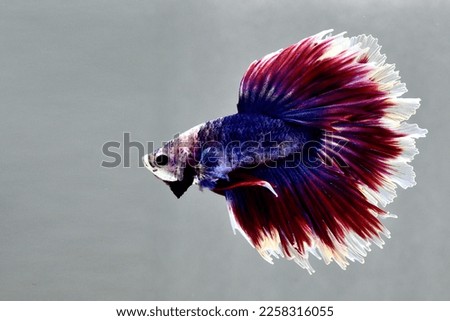 Multi Color Betta fish halfmoon and HMPK from Thailand or Siamese fighting fish on isolated blue or grey Background