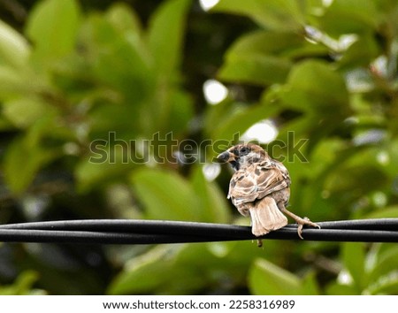 a sparrow perched on a cable, head turned to the left with body leaning, isolated picture, bokeh background