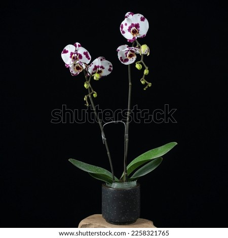 Photo of a flowering orchid on a black background
