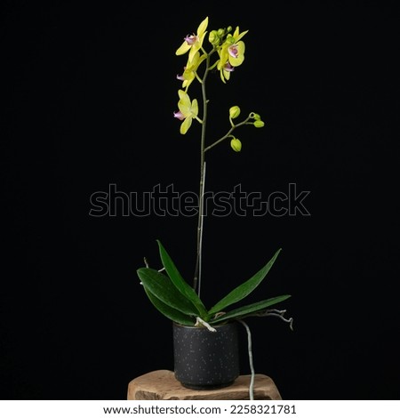 Photo of a flowering orchid on a black background
