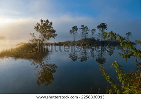Trees reflecting by the lake