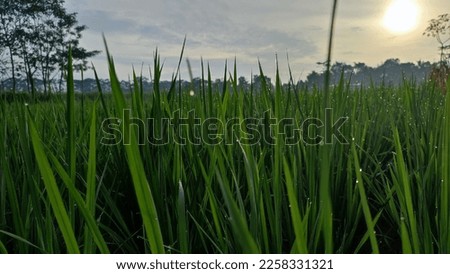 defocused photo of rice field views, morning dew, dim light of the morning sun