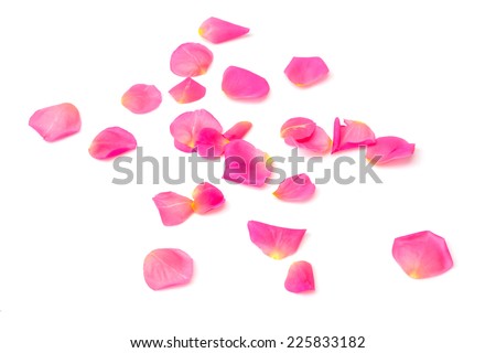 Roses petals on white background. Royalty-Free Stock Photo #225833182