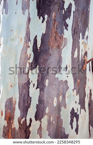 A close up photo of a tree trunk showing the colors and textures of the bark.