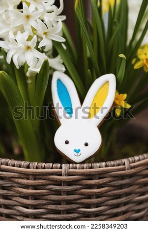 Easter bunny gingerbread cookie laying on hyacinth flowerpot. Rabbit ears are colored with yellow blue as Ukraine flag. White flowers close up. Symbolic photo top view. Easter background collection