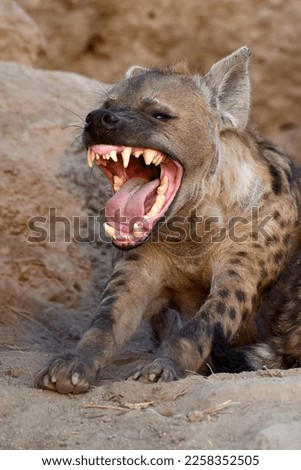 Spotted hyena yawning and showing teeth Royalty-Free Stock Photo #2258352505