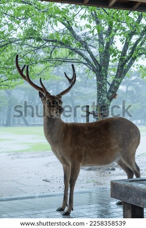 If it's raining, I took pictures of deer in the park, outdoors.