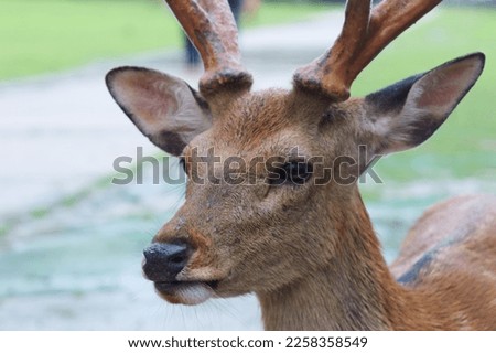 If it's raining, I took pictures of deer in the park, outdoors.