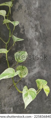 Golden Pothos also known as Devil's Ivy hanging with grey wall background