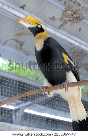The great hornbill (Buceros bicornis) with various shooting poses, pictures taken during the day at the zoo