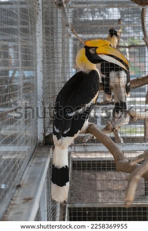 The great hornbill (Buceros bicornis) with various shooting poses, pictures taken during the day at the zoo