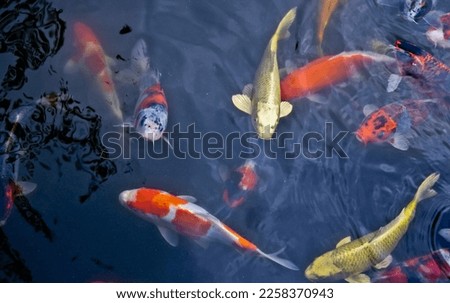 colorful koi fish in the pond