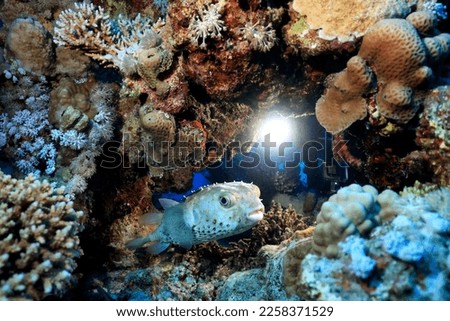 puffer fish underwater photo animals wildlife red sea egypt Royalty-Free Stock Photo #2258371529