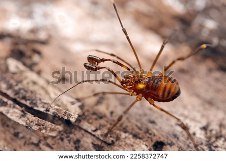 Small blind insect, Harvestman (Opiliones, Nihonakazatomushi) insect, close up macro photography. Royalty-Free Stock Photo #2258372747