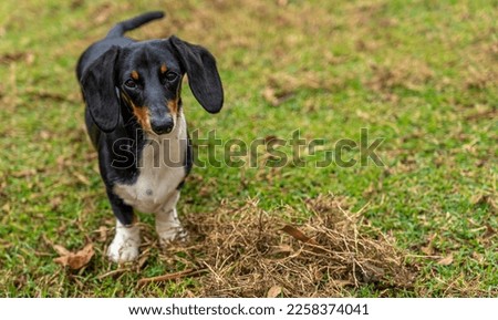 Dachshund in the left side of the picture, looking at the camera standing on green grass.