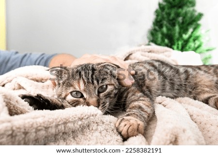 A striped cat with green eyes lies on a soft blanket and a man's hand caresses the pet. Royalty-Free Stock Photo #2258382191